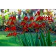 thumbnail image 3 of Expert Gardener 2.5QT Crocosmia Full Sun Perennial Flower Plant, 3 of 5