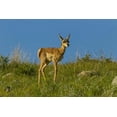 thumbnail image 2 of Illg, Cathy and Gordon 32x23 White Modern Wood Framed Museum Art Print Titled - South Dakota Pronghorn fawn in Custer State Park, 2 of 4