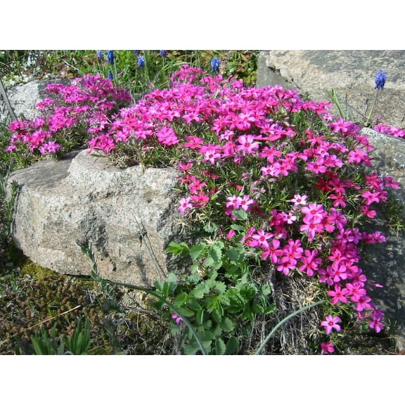 3 Scarlett Flame Creeping Phlox Subulata in a 4 inch pot