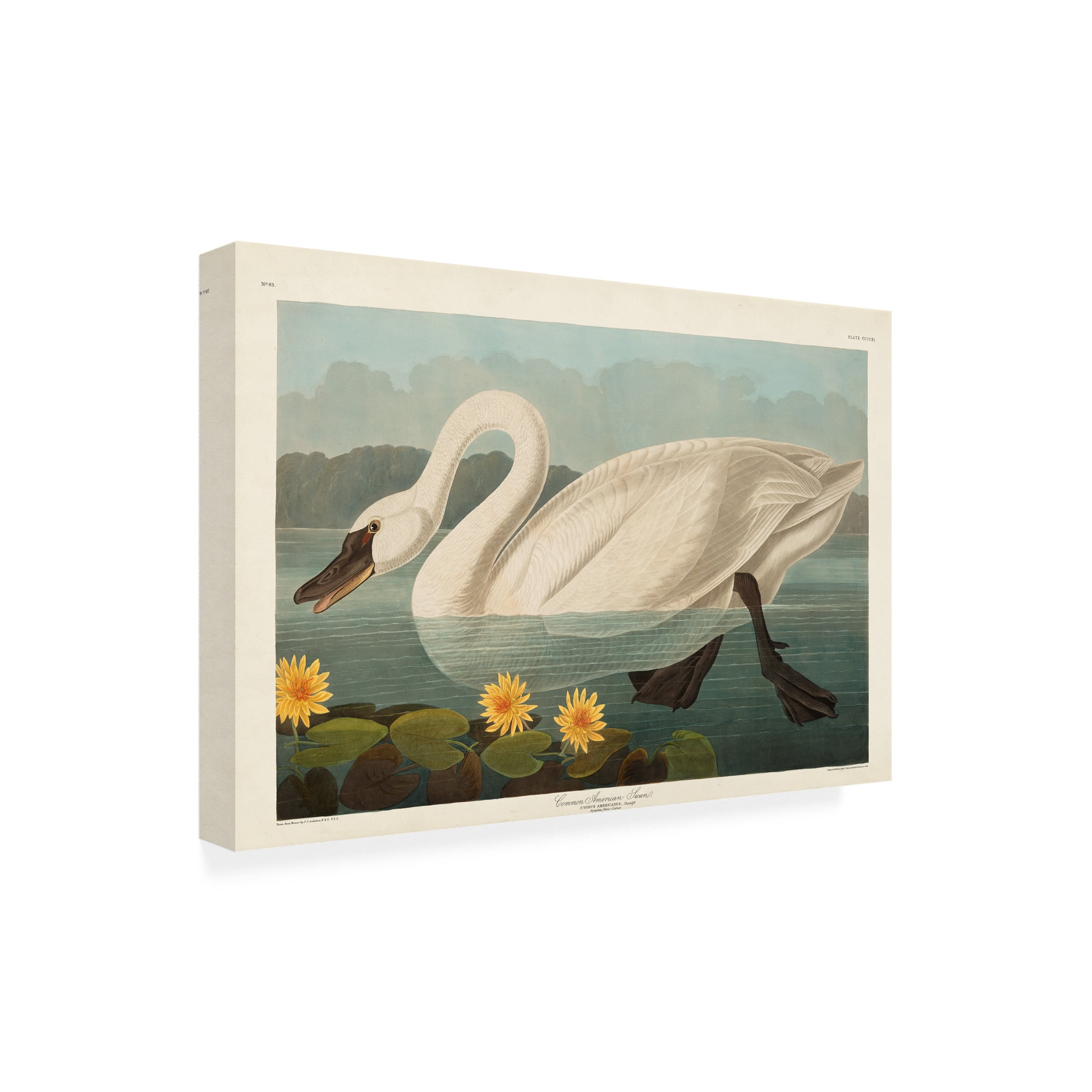 John James Audubon 'Common Swan' Canvas Art