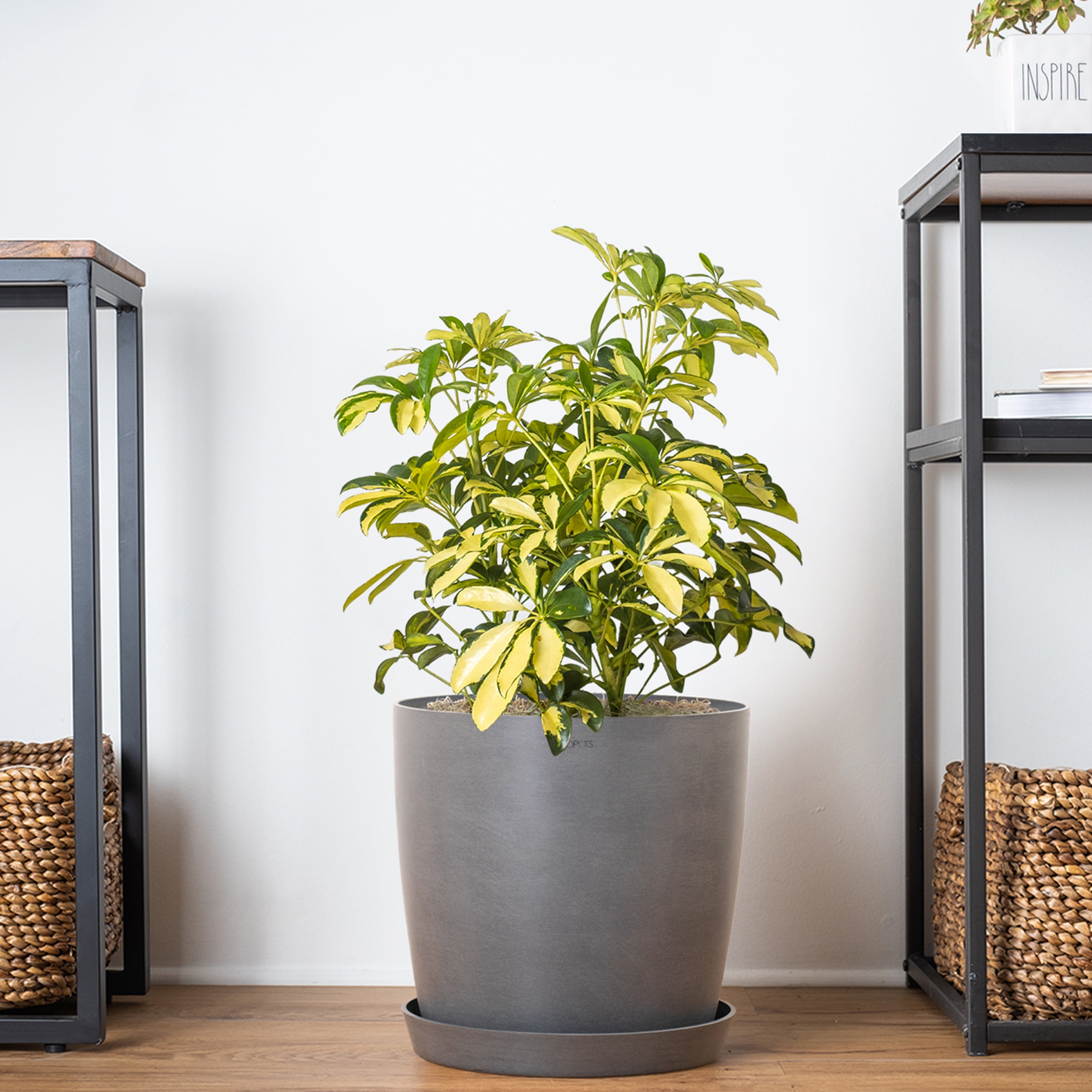 United Nursery Live Schefflera Trinette Plant 24-34 inches Tall in 9.25 inch Grower Pot