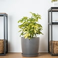 thumbnail image 6 of United Nursery Live Schefflera Trinette Plant 24-34 inches Tall in 9.25 inch Grower Pot, 6 of 8