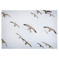 thumbnail image 6 of Lucky Duck White Devil Snow Goose E-Caller, 6 of 7