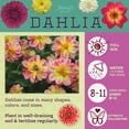 thumbnail image 7 of Better Homes & Gardens 3QT Dahlia Annual Live Plant, 7 of 7