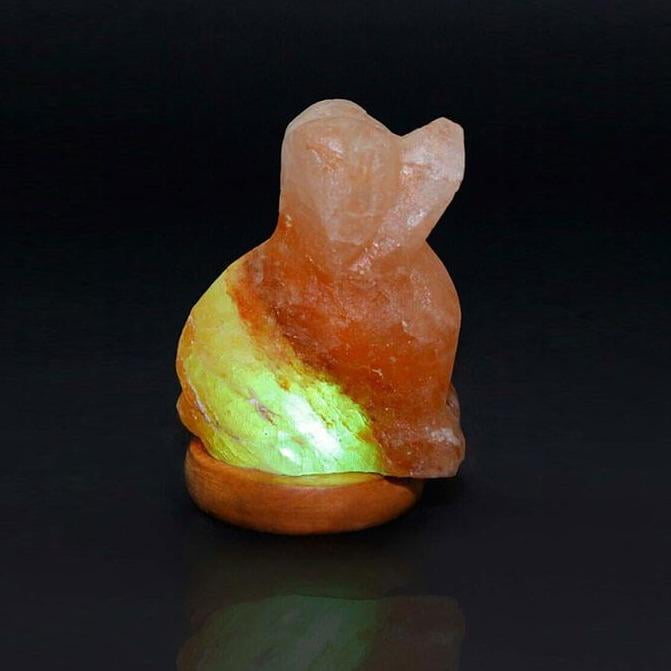 himalayan salt lamp dog