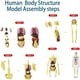 thumbnail image 5 of Modelo transparente de la estructura del cuerpo humano, 29 piezas, órganos y huesos desmontables. Modelo de torso y órganos humanos para ensamblar. Modelo de esqueleto humano para demostración de la e, 5 of 6