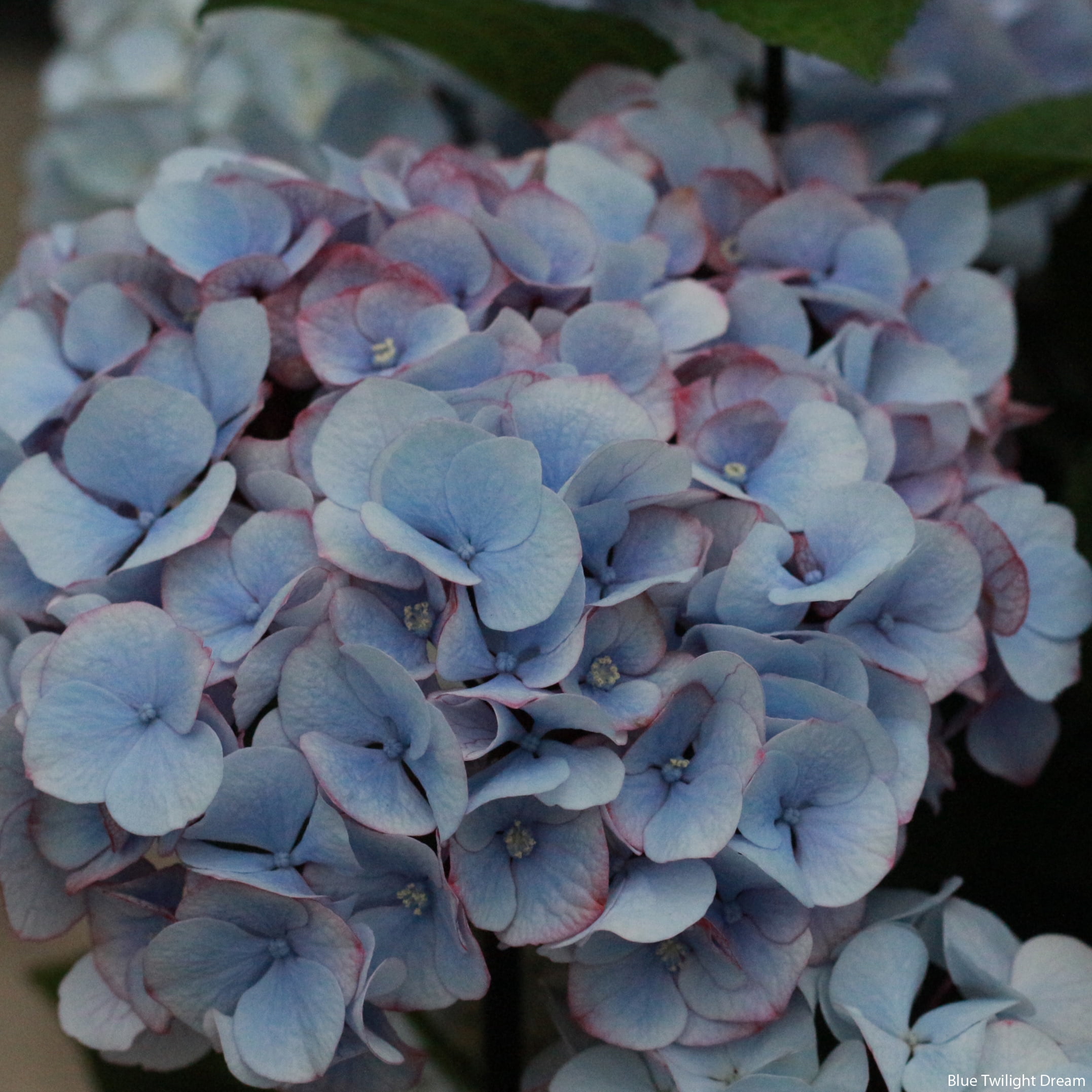 Gifts in Bloom 8-Inch Assorted Mother's Day Hydrangea Live Plant with Decorative Pot, Colors Vary