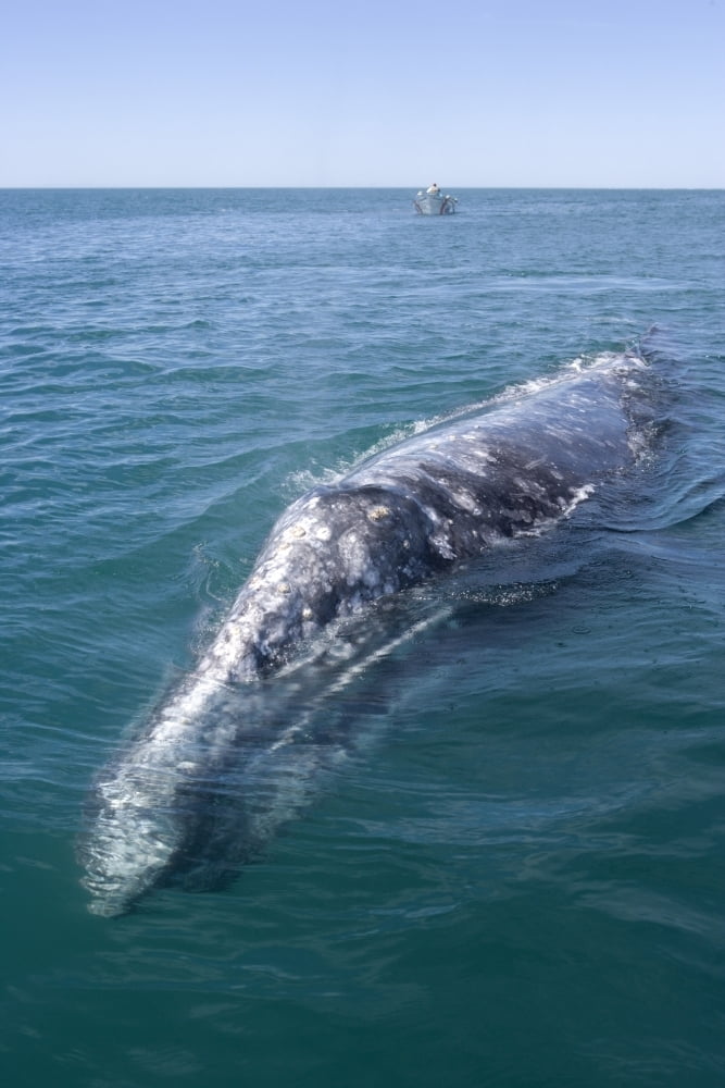 An adult California gray whale in Scammon's Lagoon, Baja California Sur