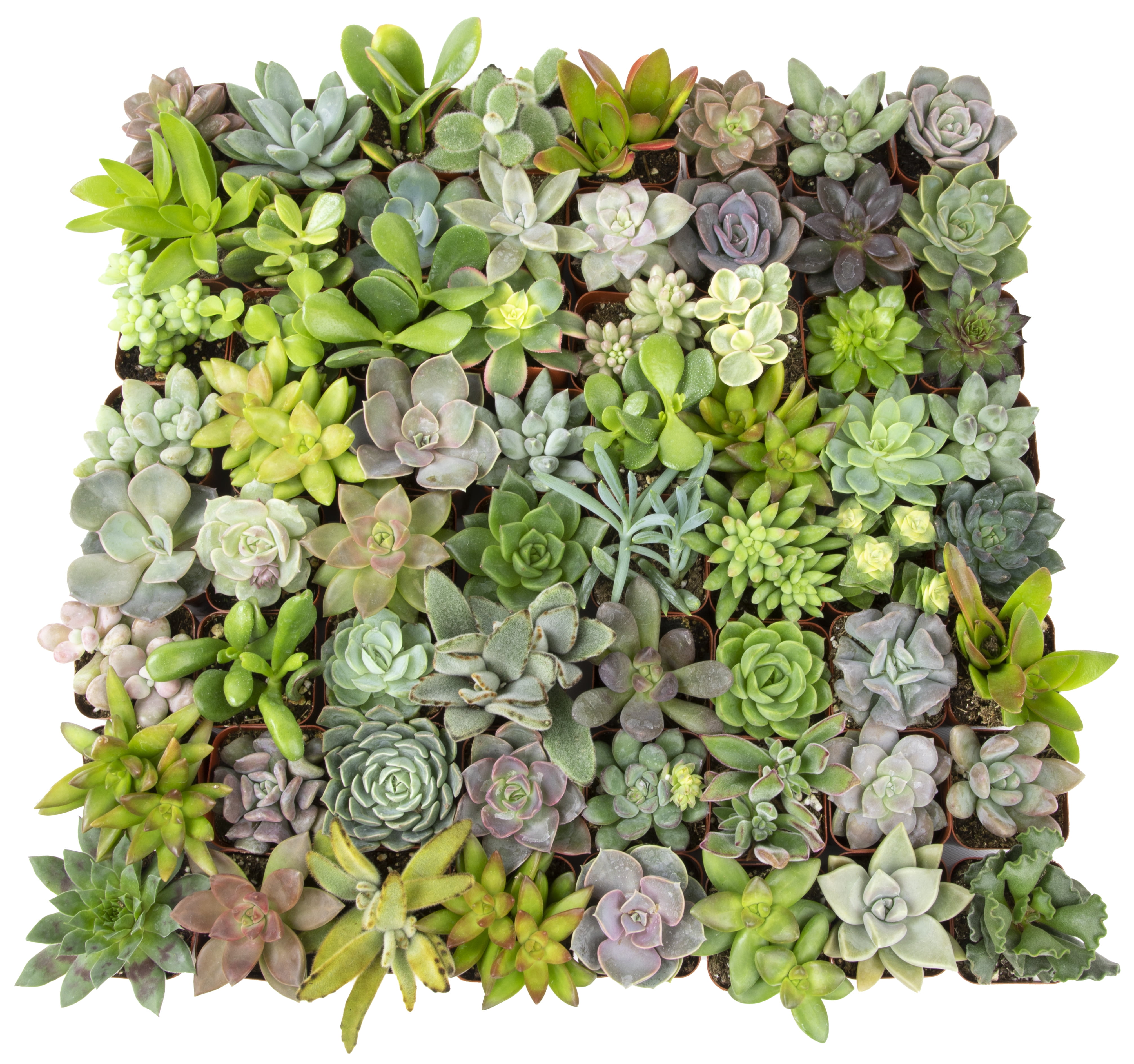 Altman Plants Bulk Succulent Plants (50PK) Love Live Plants & Small Succulents - 2 in Pots