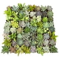 thumbnail image 5 of Altman Plants Bulk Succulent Plants (50PK) Love Live Plants & Small Succulents - 2 in Pots, 5 of 11