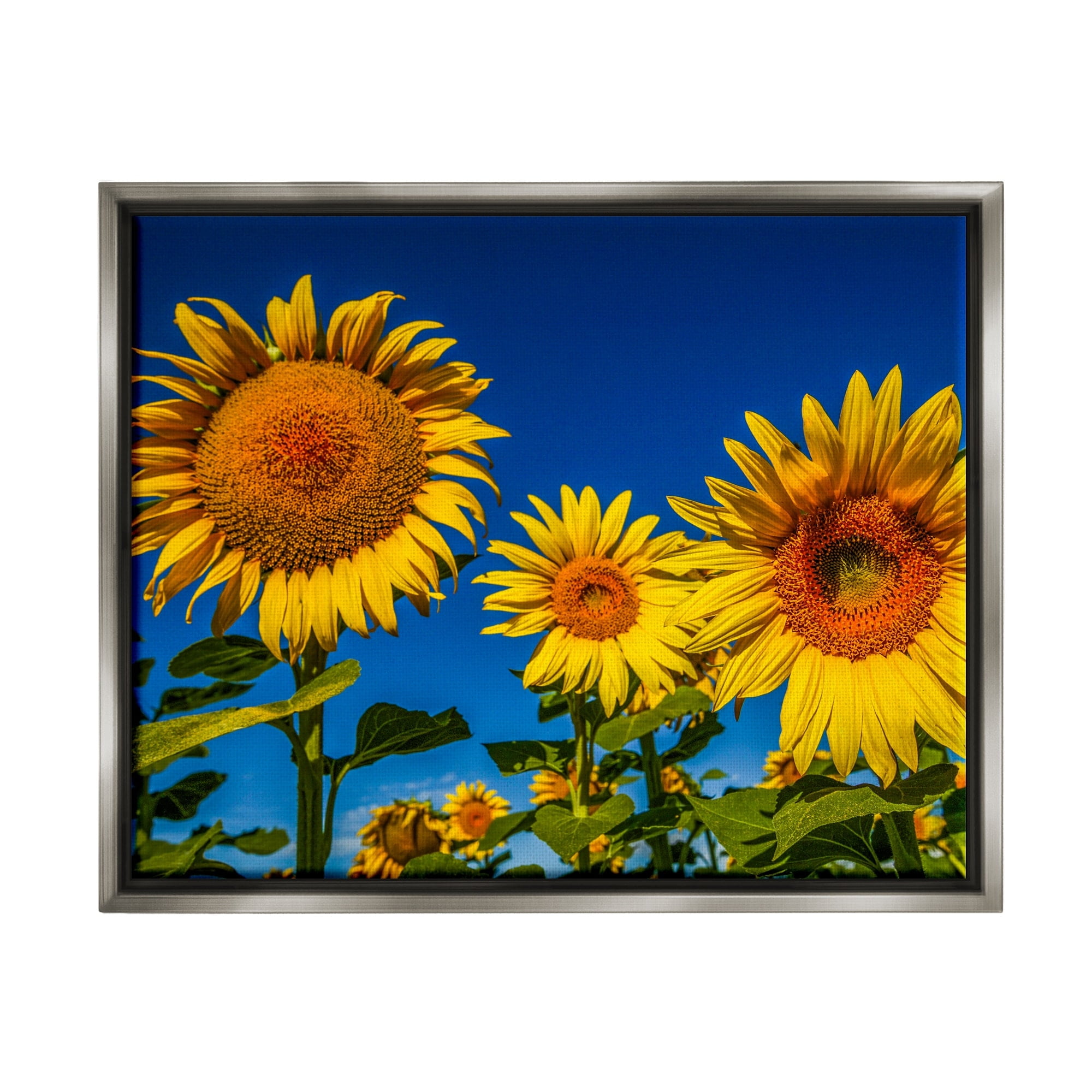 Stupell Industries Bold Sunflower Plants Against Clear Sunny Sky Photograph Luster Gray Floating Framed Canvas Print Wall Art, Design by Steve Smith