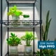 thumbnail image 2 of Grow Lights Barrina, paquete de 4 unidades, 1 pie, 20 W, 5000 K, blanco de espectro completo, 2 of 9