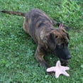 thumbnail image 3 of Juguete para mascotas SPOT Starfish de caucho natural duradero de 15 cm, 3 of 6