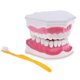 thumbnail image 1 of 2x Modelo de anatómicos Modelo Enseñanza Modelo perfke Kit de dientes de la boca humana, 1 of 8