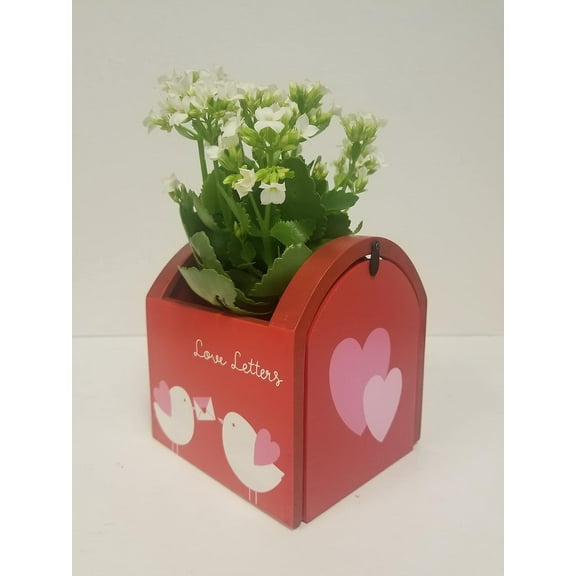 Live 4" White Kalanchoe in 4" Mailbox Gift Container- 4 Inch Plant
