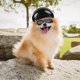 thumbnail image 4 of fotos: Ensemble Casque + Lunettes Casque Et Lunettes Pour Animaux De Compagnie Casque De Moto Et Lunettes De Soleil Pour Petit Chien Casque Pour An, 4 of 5