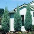 thumbnail image 5 of Medora Juniper  10 Live Plants  Perfect for Year-Round Landscaping, Privacy Screening, and Low Water Environments, Drought-Tolerant, 5 of 9