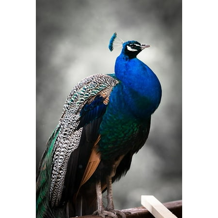- Canvas Print Peacock Zoo Feather Animal Blue Bird Colorful Stretched Canvas 32 x 24