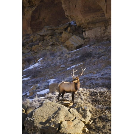 A Bull Elk Climbs On Top Of A Boulder In Chaco Culture National Historic Park, New Mexico Print Wall Art By Mike