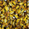 thumbnail image 3 of Ginger Candy - 2 Pound Bag - Hard Ginger Candy For Nausea Relief And Digestion Aid - Individually Wrapped Candies (Approx 180 Pieces), 3 of 7