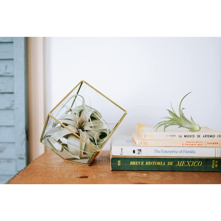 Air Plant Shop Tillandsia Curly Slim (T. Intermedia x T. Streptophylla) Air  Plant- Wholesale and Bulk - Succulents - Live Tillandsia - Easy Care Indoor  and Outdoor House Plants (Pack of 1) - Walmart.com