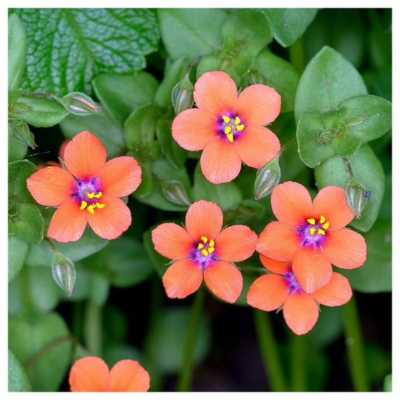 Everwilde Farms - 1 lb Scarlet Pimpernel Garden Flower Seeds - Gold Vault Bulk Seed Packet
