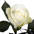 thumbnail image 3 of 50 Stems of Assorted White Mother's Day Roses- Beautiful Fresh Cut Flowers- Next Day Delivery, 3 of 6