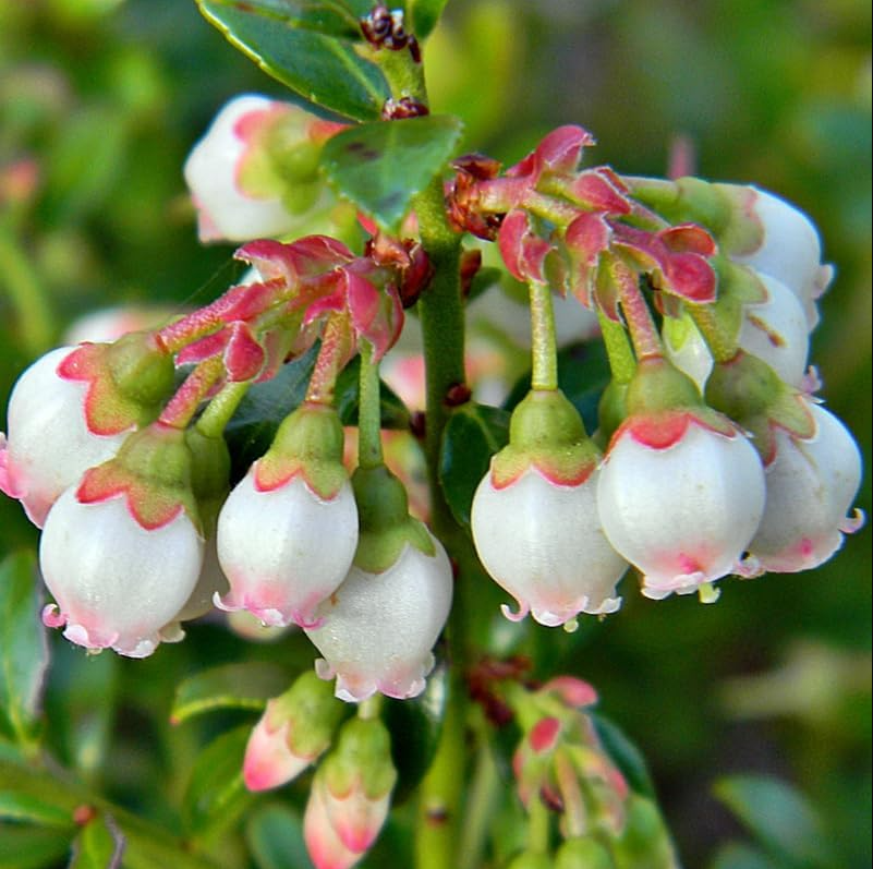 Set 2 Pink Lemonade Blueberry Live Plants, Dwarf Fruit Tree Starter Plant, Vaccinium Pink Lemonade, Unique Dwarf Variety with Pink Berries, 4 to 6 Inch Tall, No Ship Pot