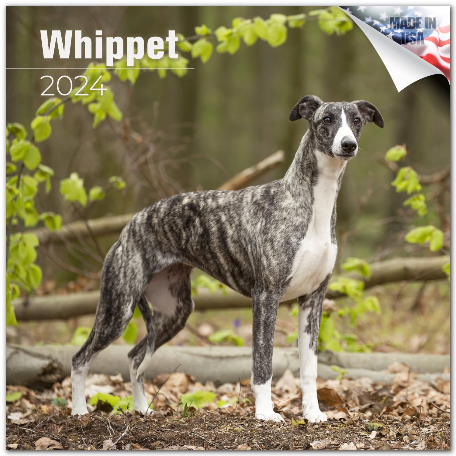 2023 2024 Whippet Calendar Dog Breed Monthly Wall Calendar 12 x 24