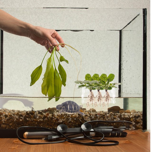 NUOLUX Porta Acuáticas Transparente Con Ventosa Para Fijar En Acuario Y Decorar