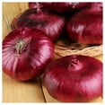 thumbnail image 4 of Everwilde Farms - 100 Organic Red Cipollini Onion Seeds - Gold Vault Jumbo Bulk Seed Packet, 4 of 5