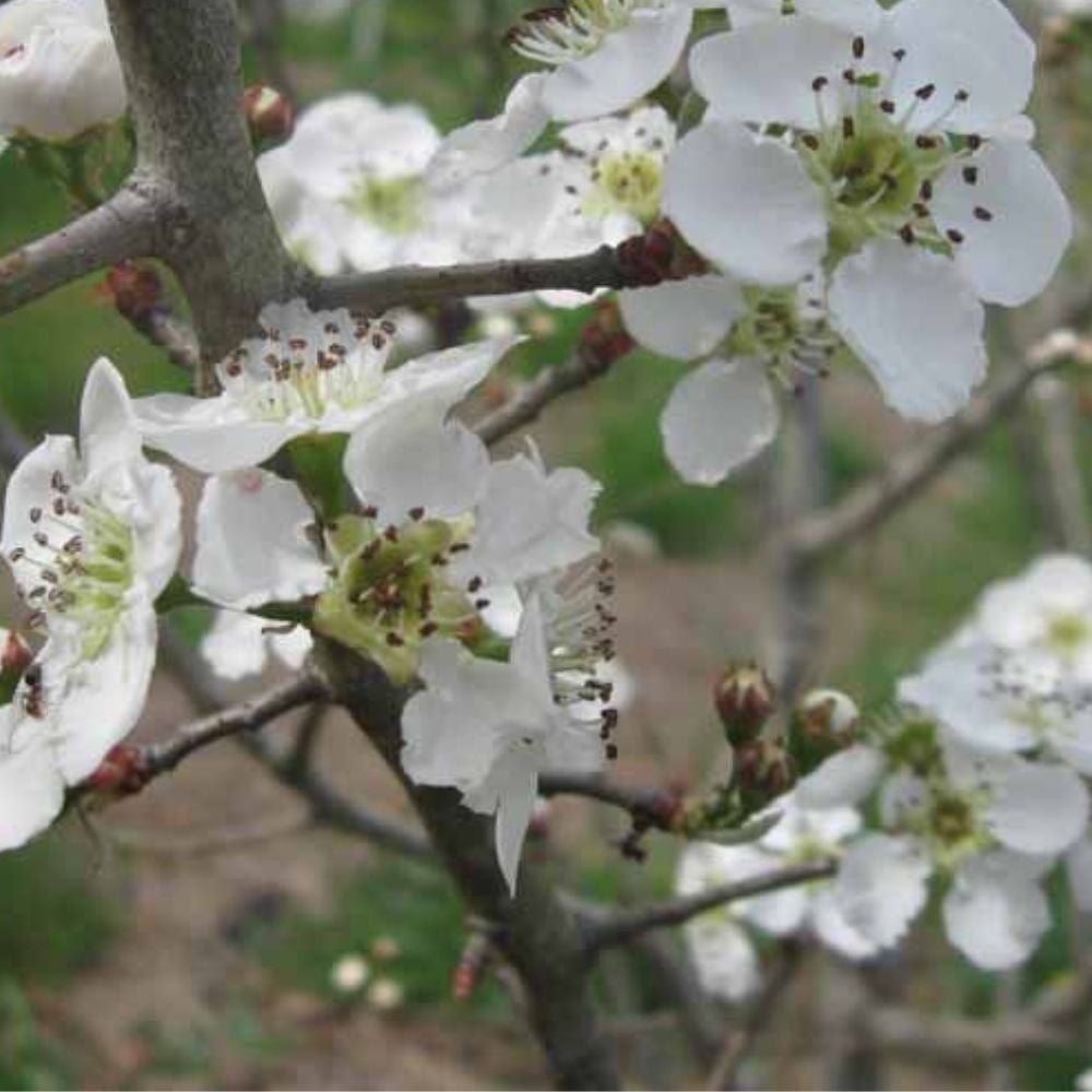 Expert Gardener 2-3 ft tall Callaway Crabapple Live Tree in 5-Gallon Grower Pot