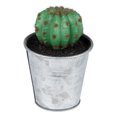 thumbnail image 5 of Northlight 3.5" Tropical Cactus in Tin Pot Artificial Potted Plant - Green/Silver, 5 of 6