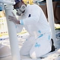 thumbnail image 6 of Medium Trimaco 14121 DuPont, Tyvek Disposable Coverall with No Elastic, 6 of 8