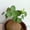 D, variant on Stephania erecta-Bulbs-for-Planting-Stephania erecta-Bulbs-Bulk - Garden Stake for Outdoor Decoration, Fresh Natural Accent for Patio and Walkways