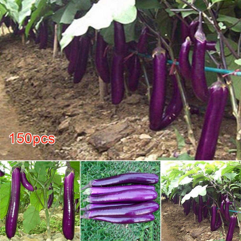 150Pcs Long Purple Eggplant All NonGmo Heirloom Vegetable Seeds Home
