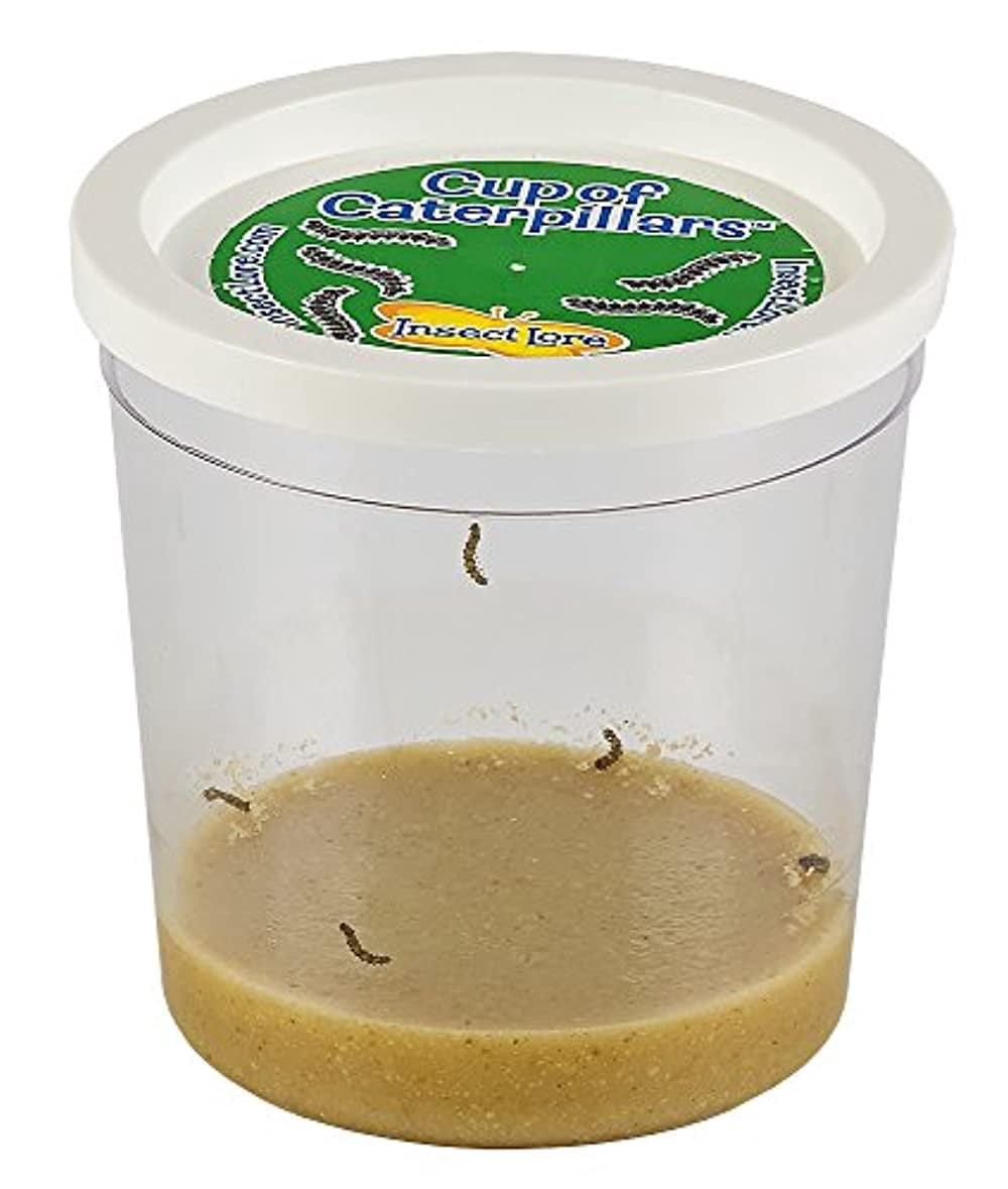 Insect Lore Cup of Caterpillars - 5 Live Painted Lady Caterpillars with Food - Refill for Butterfly Garden Kit - Stickers & Chrys-A-Lid Holding Log Included - STEM Learning Activity