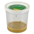 thumbnail image 6 of Insect Lore Cup of Caterpillars - 5 Live Painted Lady Caterpillars with Food - Refill for Butterfly Garden Kit - Stickers & Chrys-A-Lid Holding Log Included - STEM Learning Activity, 6 of 6