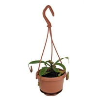 Asian Pitcher Plant - Nepenthes alata - Carnivorous - 4" Mini Hanging Basket