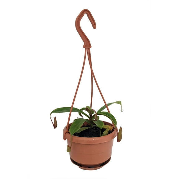 Asian Pitcher Plant - Nepenthes alata - Carnivorous - 4" Mini Hanging Basket