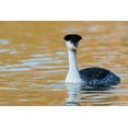 thumbnail image 2 of Archer, Ken 18x13 White Modern Wood Framed Museum Art Print Titled - Clarks Grebe, 2 of 4