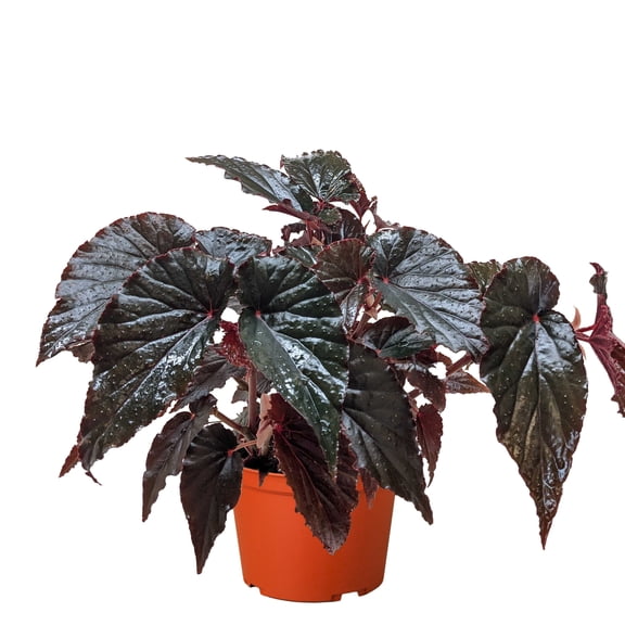 Begonia 'Black Magic', 6" Pot, Indoor Houseplant, Easy Care, Live Plant for Indoor & Outdoor