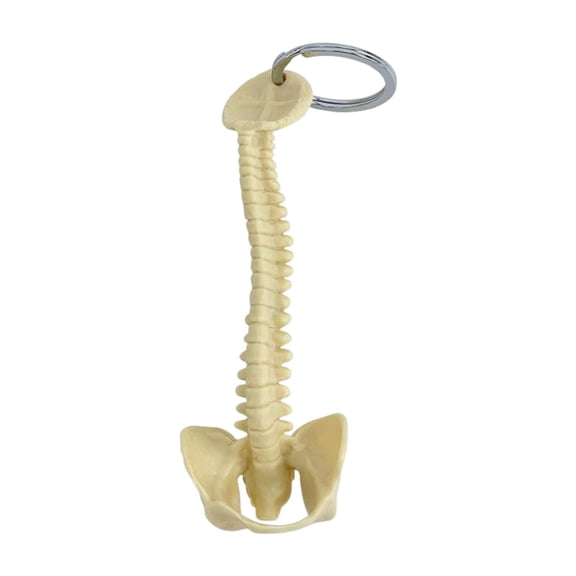 Milageto Human Spine Keychain PVC 15cm Handmade Collectible Orthopedist Key Ring Gift Light Yellow
