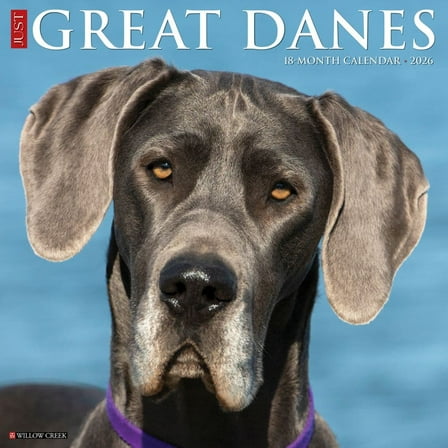 Willow Creek Press, Just Great Danes 2026 Wall Calendar, 12'' X 12'', Daily Calendar with Stapled Binding
