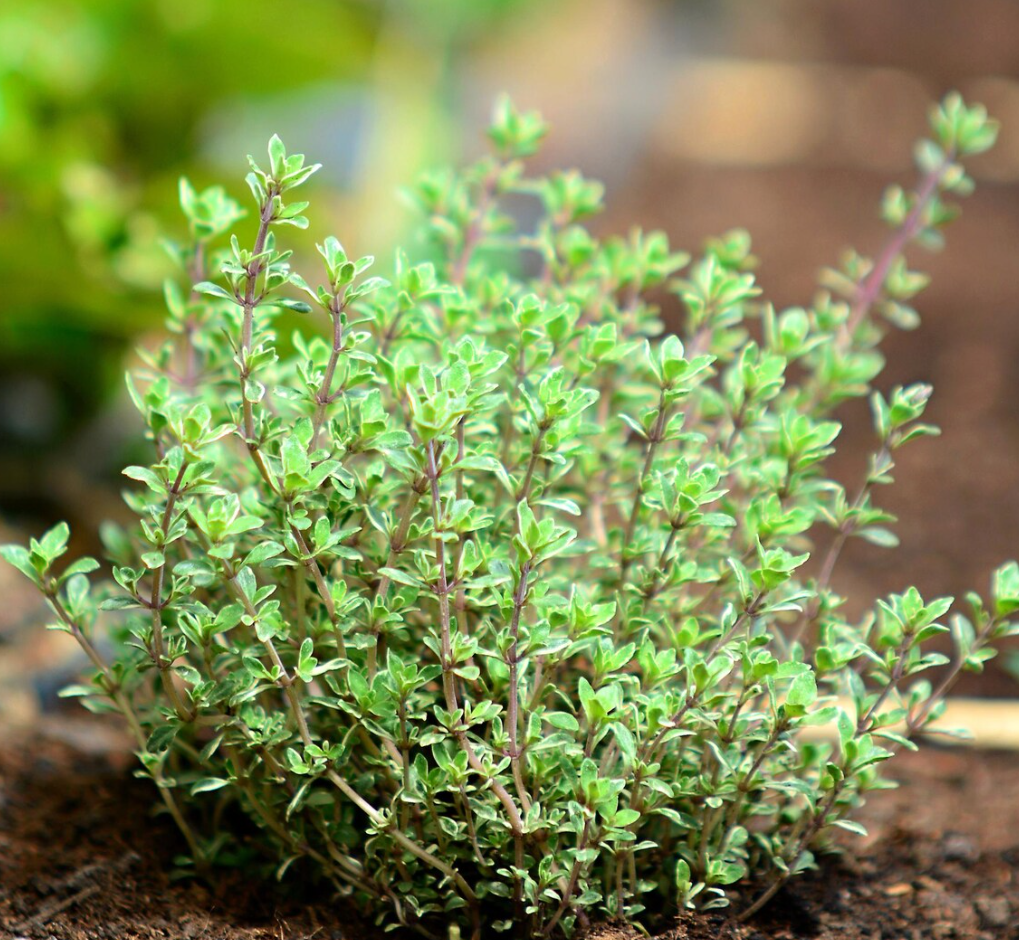 Set of 2 French Thyme Live Herb Plants, 3-4 Inch Tall, Aromatic Culinary Herb for Indoor Outdoor Garden & Kitchen, No Pot