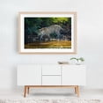 thumbnail image 6 of Jaguar - State of Mato Grosso Brazil Photography Wildlife Animal Nature Jungle Forest Wilderness Unframed Wall Art Print 20 x 28 inches, 6 of 7
