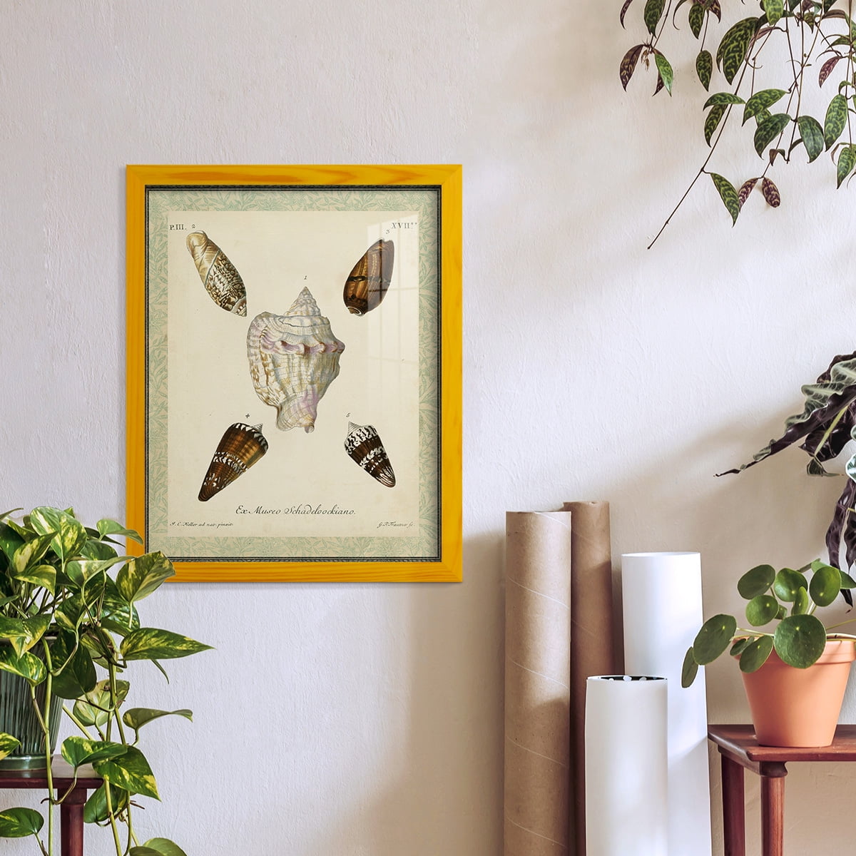 Bookplate Shells IV - Framed Print w/glass - Sunflower Yellow