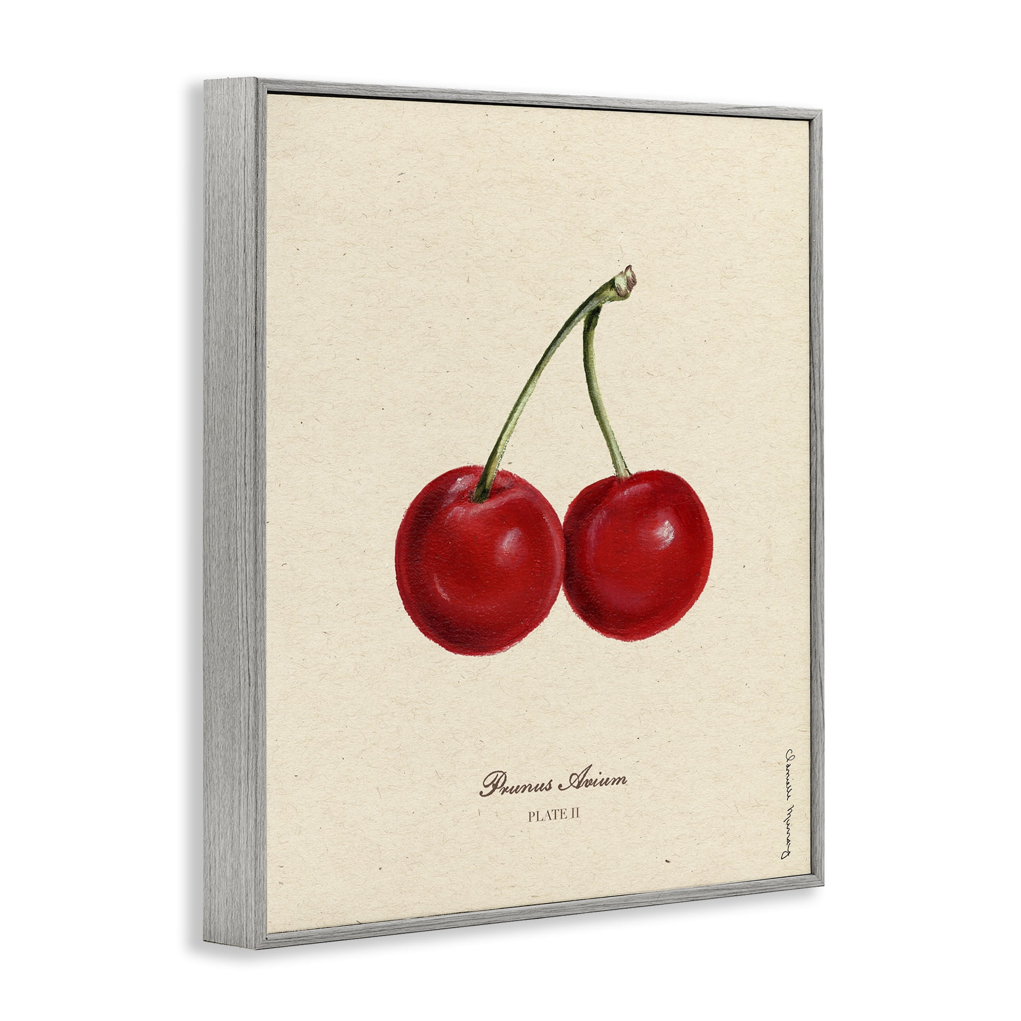 Stupell Industries Cherry Fruit Portrait Gray Framed Giclee Art, design by Danielle Murray
