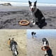 thumbnail image 2 of Juguetes para Perros LaRoo Naranja Flotantes para Masticadores Agresivos, 2 of 7