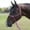 Pink, variant on Professionals Choice Easy On Rope Halter Chocolate Horse
